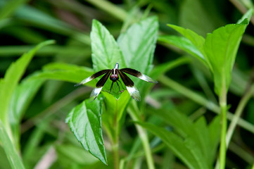 Dragonfly on leaf