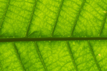 Fototapeta na wymiar macro shot of a green leaf