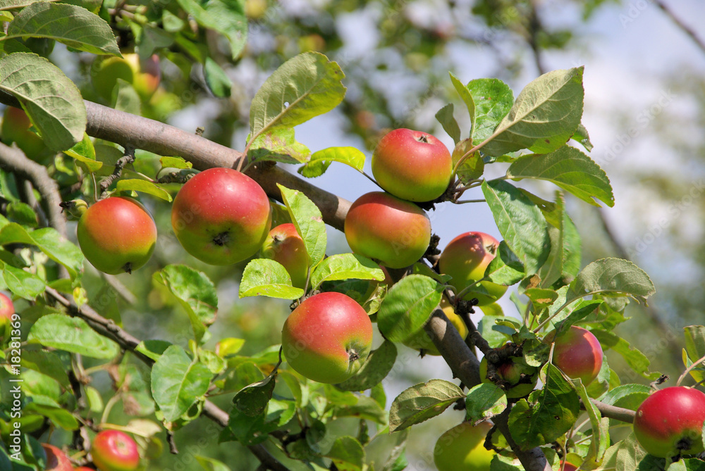 Sticker apfel am baum - apple on tree 94