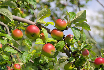 Apfel am Baum - apple on tree 94