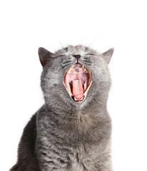 Cat with an open mouth.