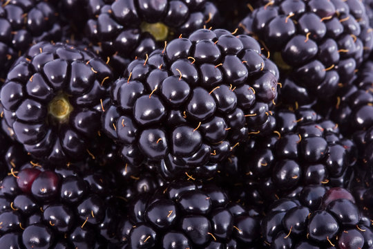 Background from blackberry berries
