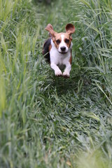Beagle in einem Kornfeld