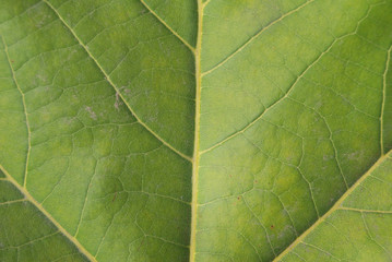 Fototapeta na wymiar leaves