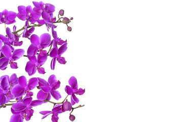 Fototapeta na wymiar Border of violet orchids