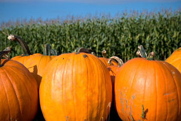 pumpkins up front with a cornfield in the back