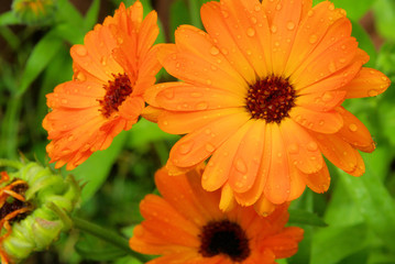 Ringelblume - calendula 19