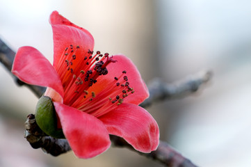 Flowers of ceiba