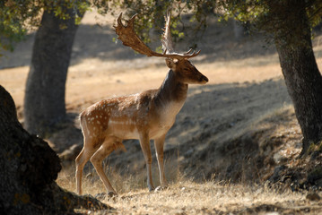 Fototapeta premium Gamo en la dehesa