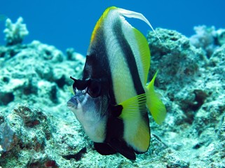 Red sea bannerfish
