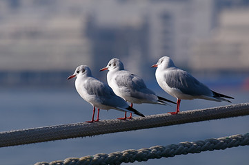 Obraz premium ロープに止まった３匹のカモメ
