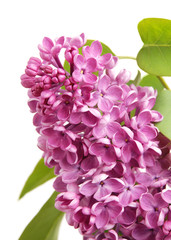 Flowers of a lilac