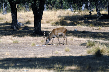 Gamo en el campo