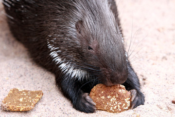 Brot fressendes Stachelschwein
