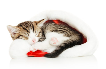 Beautiful cat in a New Year's cap