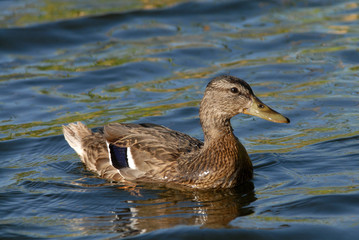 pato hembra
