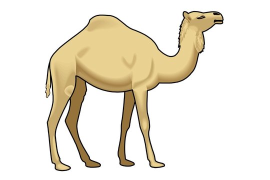 cammello