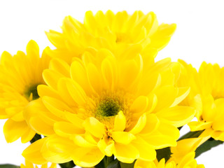 Yellow chrysanthemum