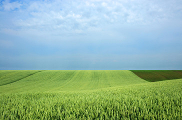Obraz premium Just a field