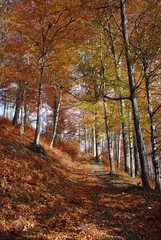 autumn forest in hukvaldy