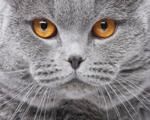 Cat portrait