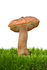 Small toadstool (Collybia butyracea)