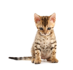 Obraz premium Bengal kitten
