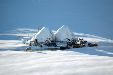 Zlatibor mountain