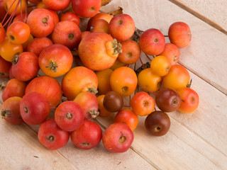 Befruchteräpfel