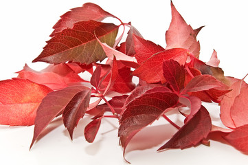 Hojas estacionales 3