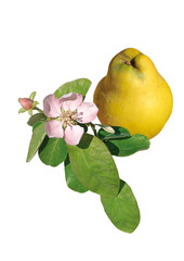 fleur, feuilles et fruit de coing