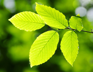 Green leaves