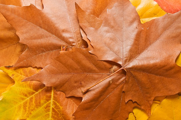 Hojas estacionales 31