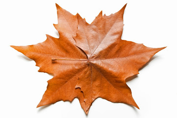 Hojas estacionales 43