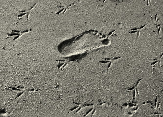 Empreintes sur le sable de la plage.