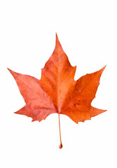 Hojas estacionales 49