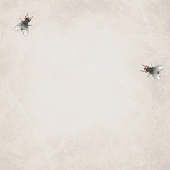 Two Flies