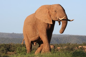 Fototapeta na wymiar Majestic African Elephant