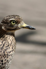 Kaptriel