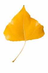 Hojas estacionales 64