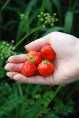 Handful of strawberrys
