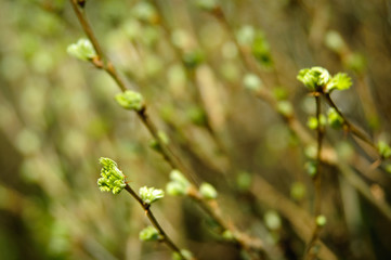 New leaf