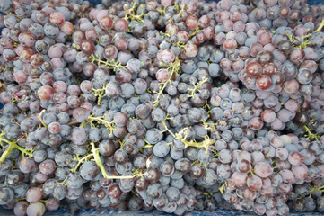 grape