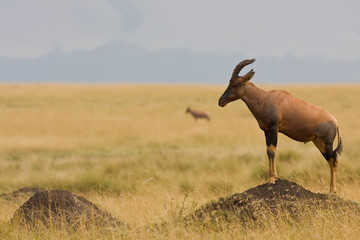 Antilope