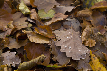 Herbstlaub