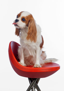 Cavalier King Charles Spaniel