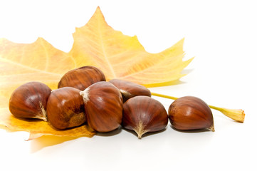 Hojas estacionales 82