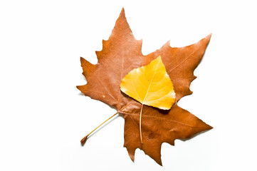 Hojas estacionales 103