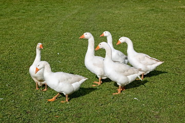 Goose Swarm