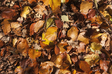 Herbstlaub